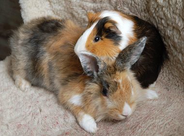 Kaninchen und Meeri