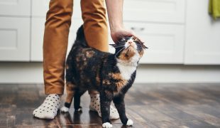 Katze alleine halten. Tricolor Katze streift um die Beine seines Besitzers herum und lässt sich streicheln.