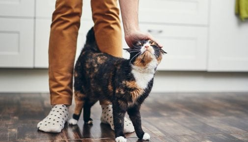 Katze alleine halten. Tricolor Katze streift um die Beine seines Besitzers herum und lässt sich streicheln.