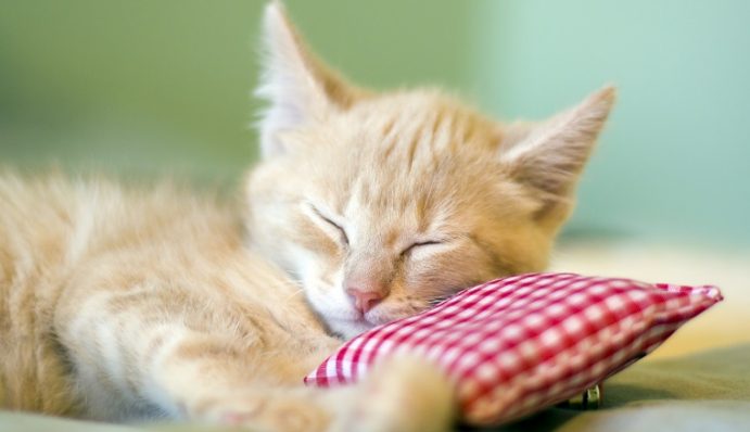 Welchen Geruch mögen Katzen nicht und welchen schon?