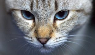 Katzenschutz kippfenster - Der Vergleichssieger unseres Teams