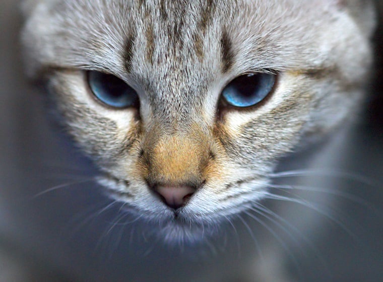 Katzenbiss und Katzenkratzer