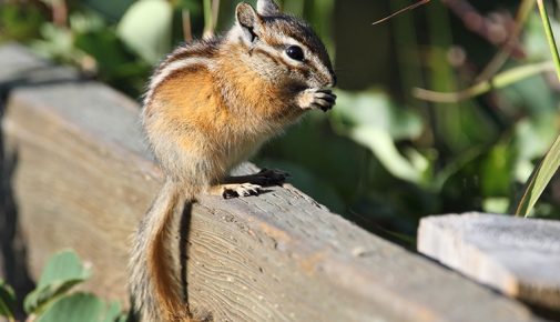 streifenhörnchen haltung