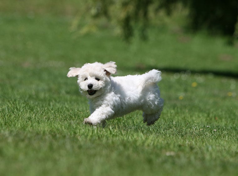 Bichon Frisé Welpe