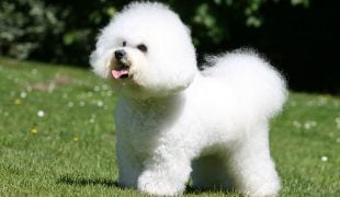 Bichon Frisé im Rasseportrait