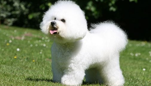 Bichon Frisé im Rasseportrait