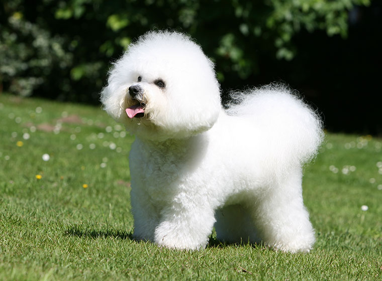 Bichon Frisé im Rasseportrait