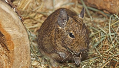 Degu