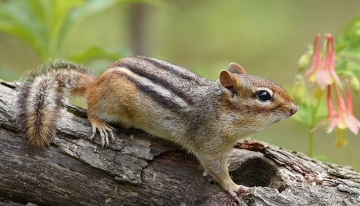 Baumstreifenhörnchen