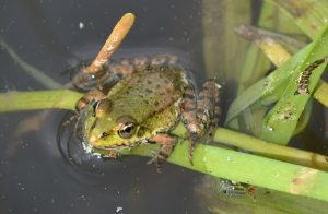 Leben im Teich Was tummelt sich da? ZooRoyal Magazin