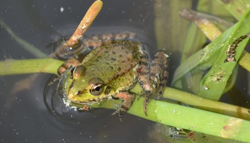 Frosch im Teich