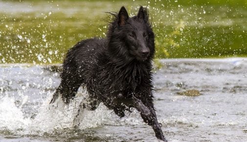 Groenendael: Belgischer Schäferhund