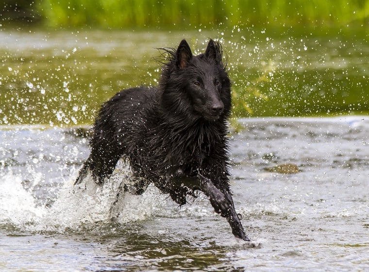 Groenendael: Belgischer Schäferhund