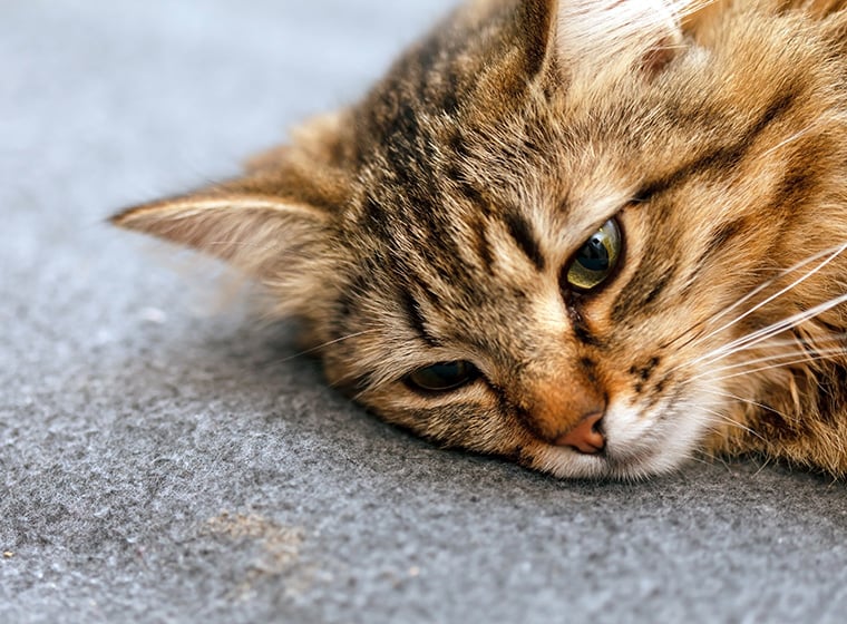 Alte Katze Kann Nicht Mehr Miauen