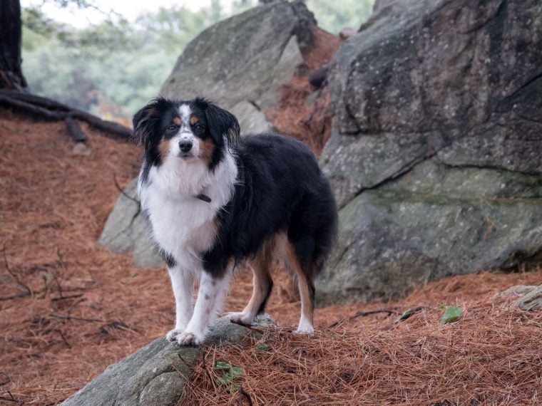 Mini Australian Shepherd