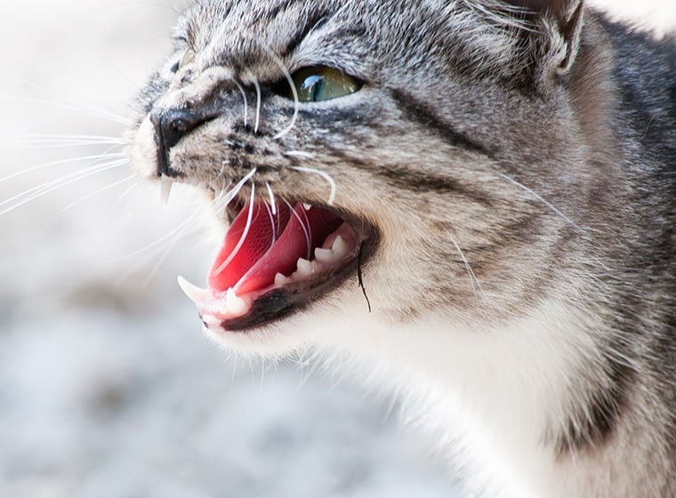 Katze Macht Immer Auf Die Gleiche Stelle