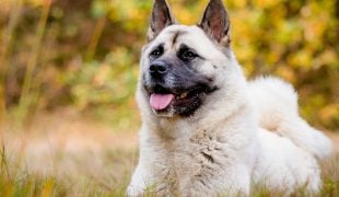 American Akita