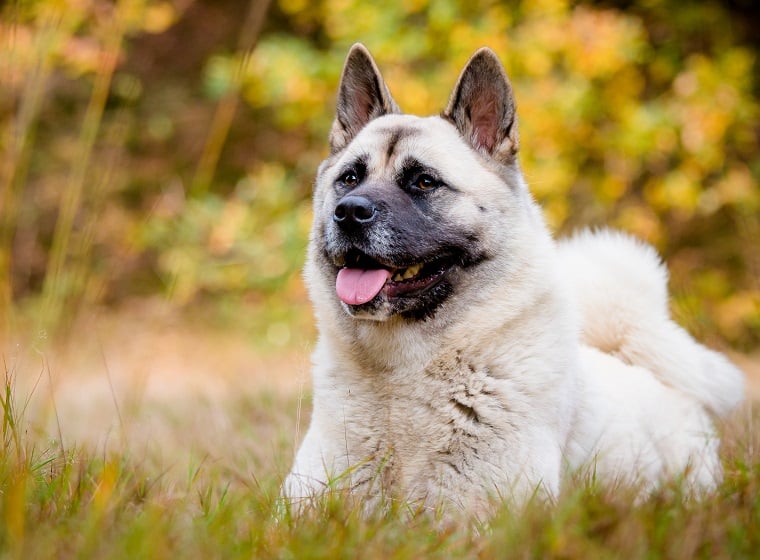 American Akita