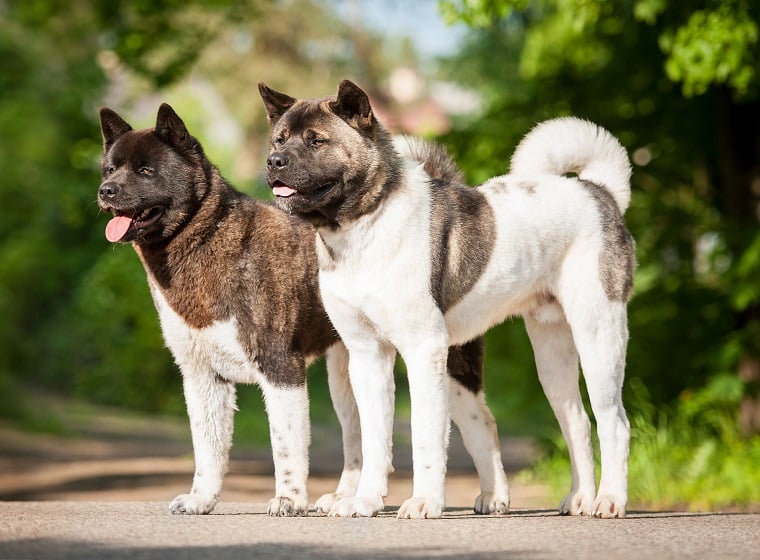 Amerikanischer Akita im Rasseportrait