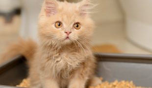 10 Fakten zur Katzentoilette