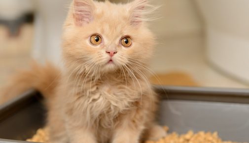 10 Fakten zur Katzentoilette