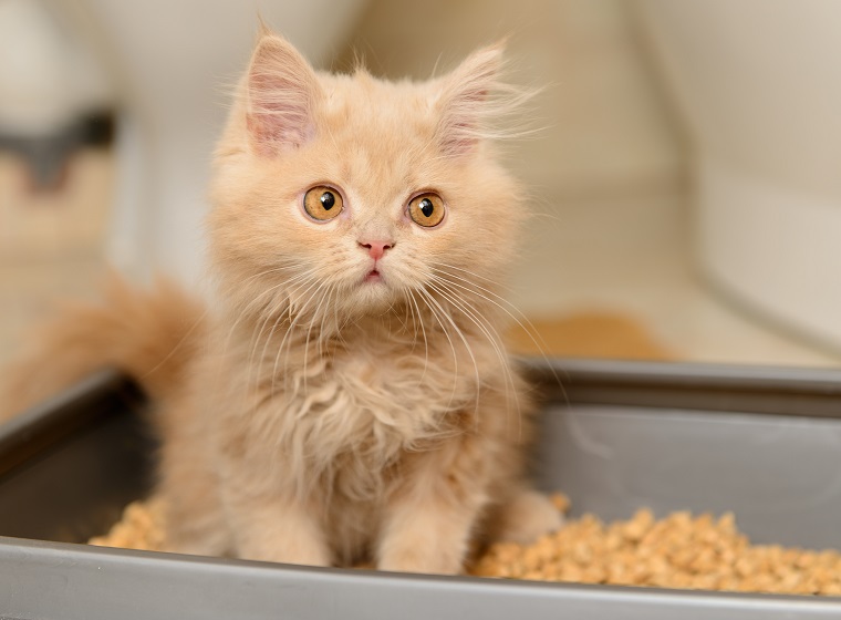 10 Fakten zur Katzentoilette