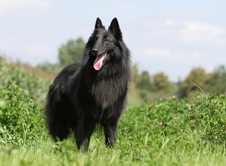 Belgischer Schäferhund: Groenendael