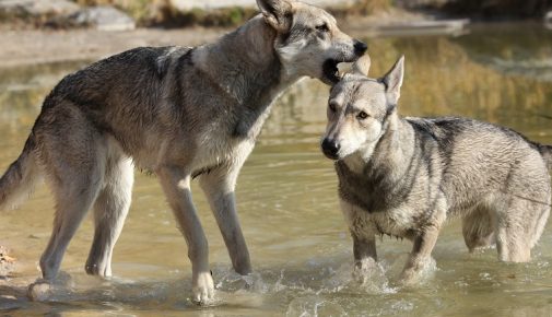 Saarloos Wolfhund