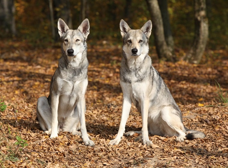 Saarloos Wolfhond 