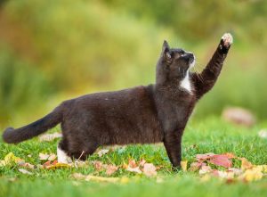 Smoking-Katzen