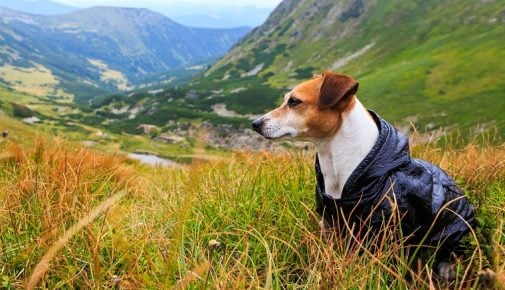 Wandern mit Hund