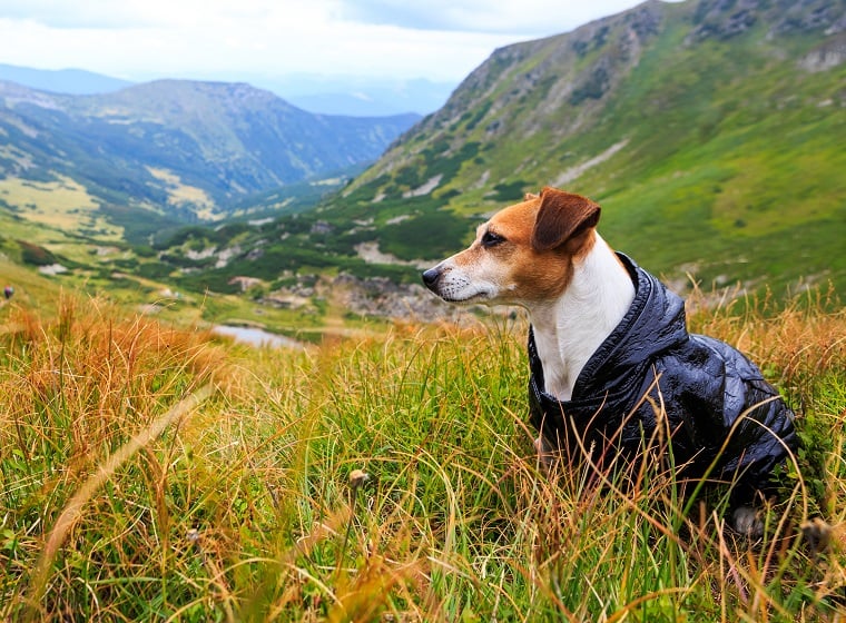 Wanderung mit Hund