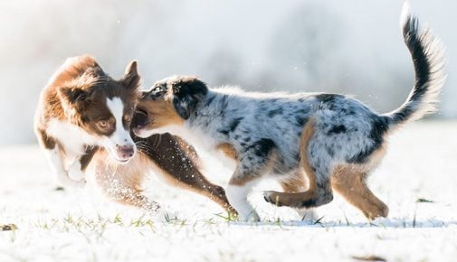 Mini Australian Shepherd