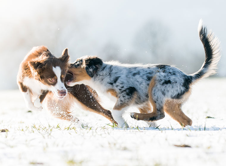 77+ Mini Australian Shepherd