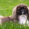 Pekingese