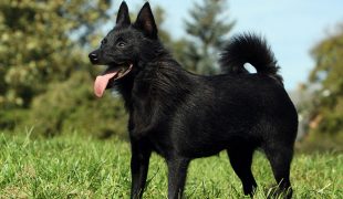 Schipperke