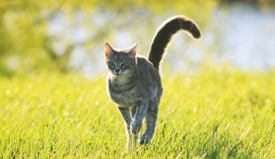 Hund Und Katze Aneinander Gewöhnen Zooroyal Magazin