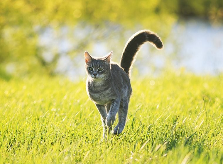 Katze Freigang