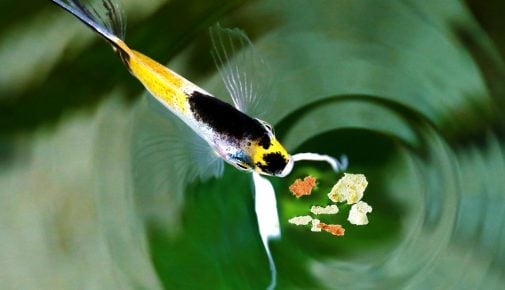 Fischfütterung im Aquarium