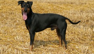 Manchester Terrier