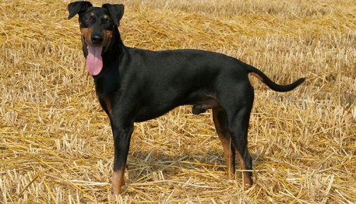 Manchester Terrier