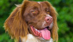 Welsh Springer Spaniel