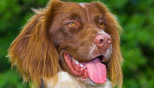 Welsh Springer Spaniel