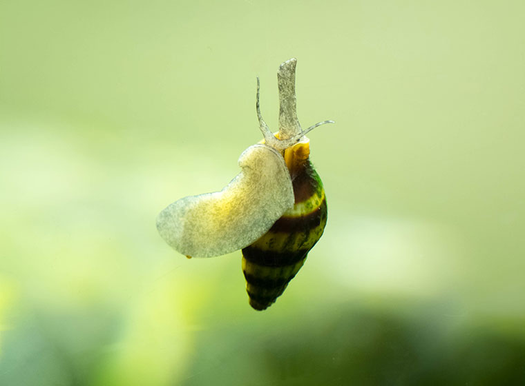 Raubturmdeckelschnecke