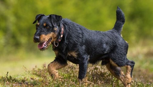 Deutscher Jagdterrier