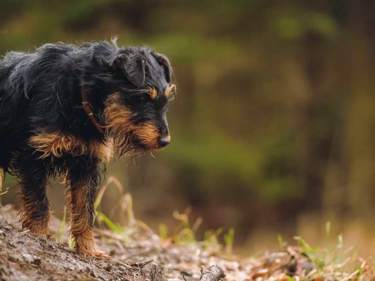 Deutscher Jagdterrier