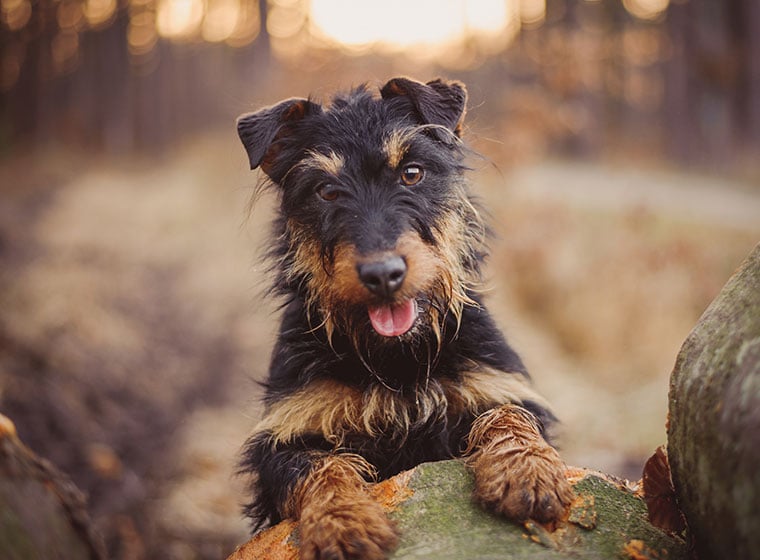 Deutscher Jagdterrier mit Rauhaar