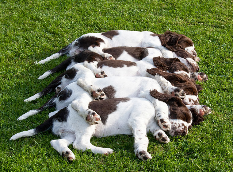 English Springer Spaniel Welpen