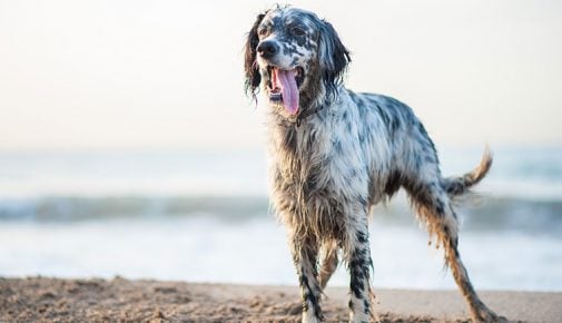 English Setter