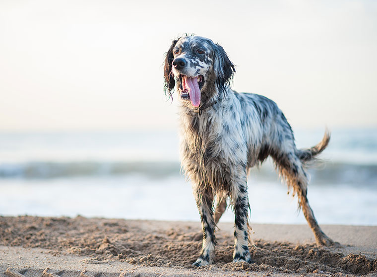 English Setter